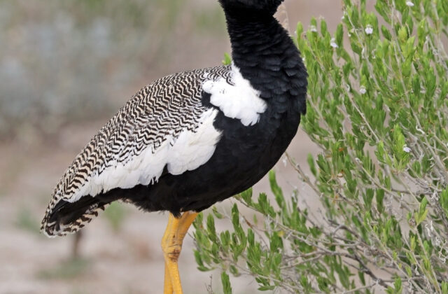 Northern Black Korhaan