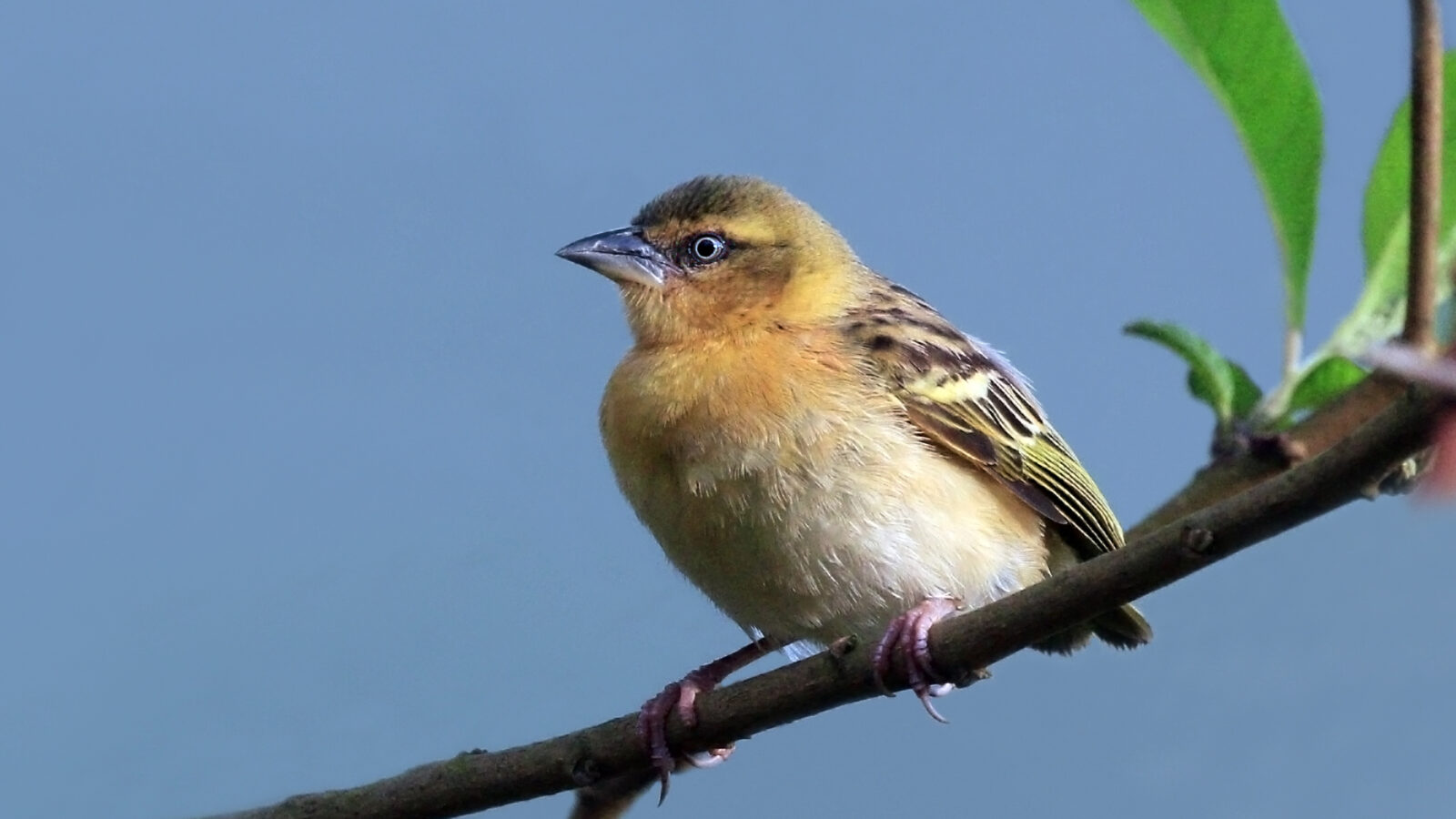 Northern Brown-throated Weaver