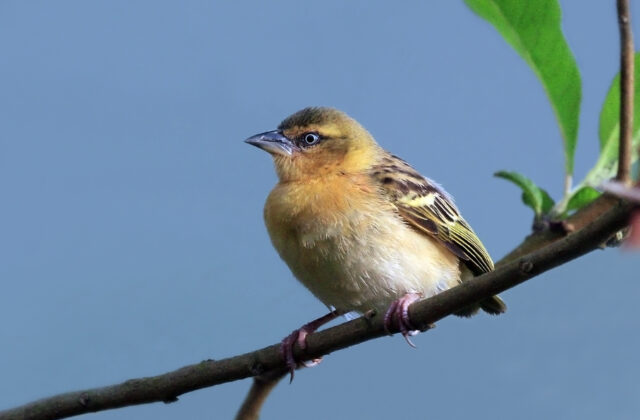 Northern Brown-throated Weaver