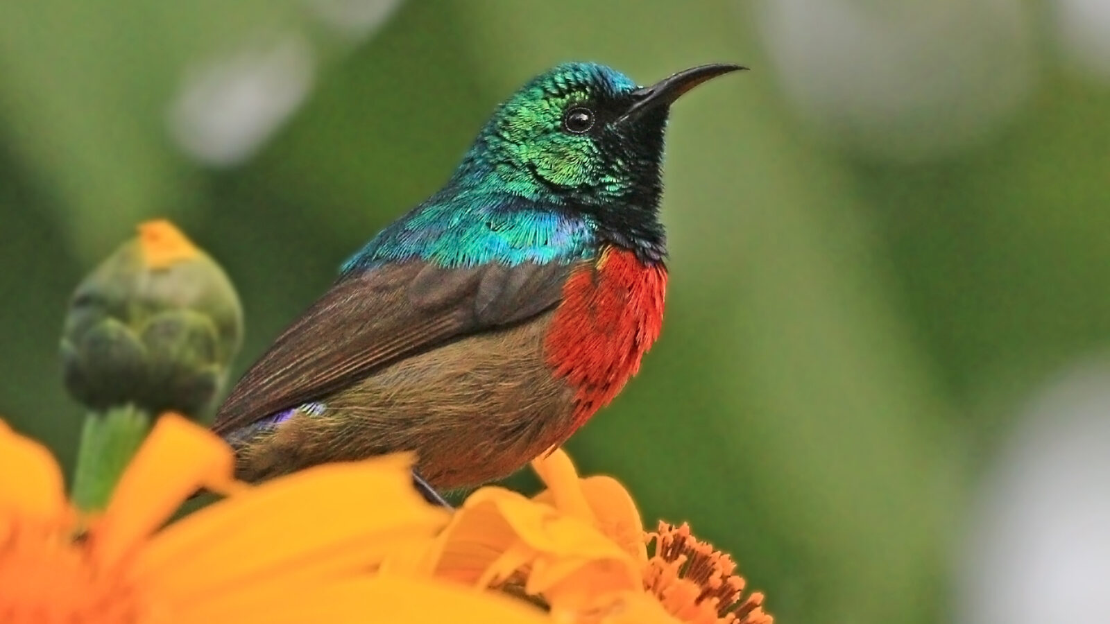 Northern Double-collared Sunbird