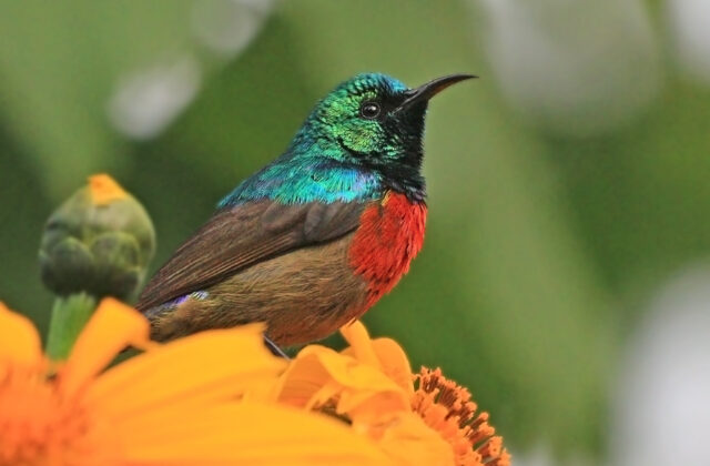 Northern Double-collared Sunbird