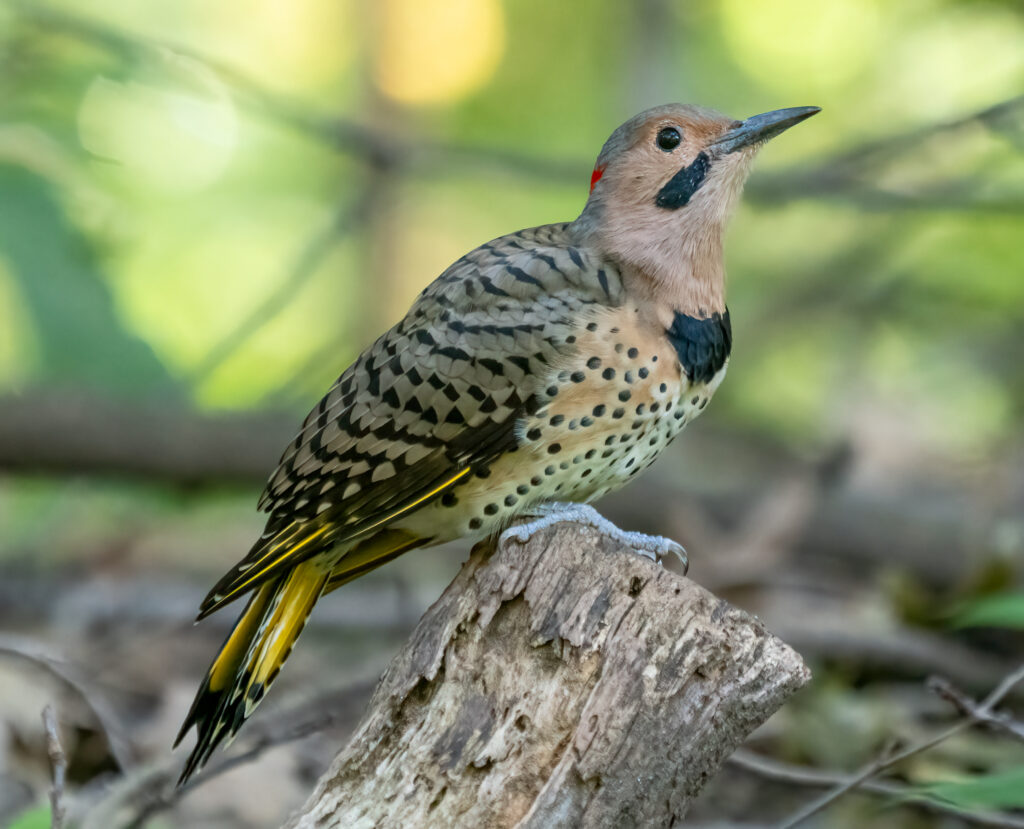 Northern Flicker