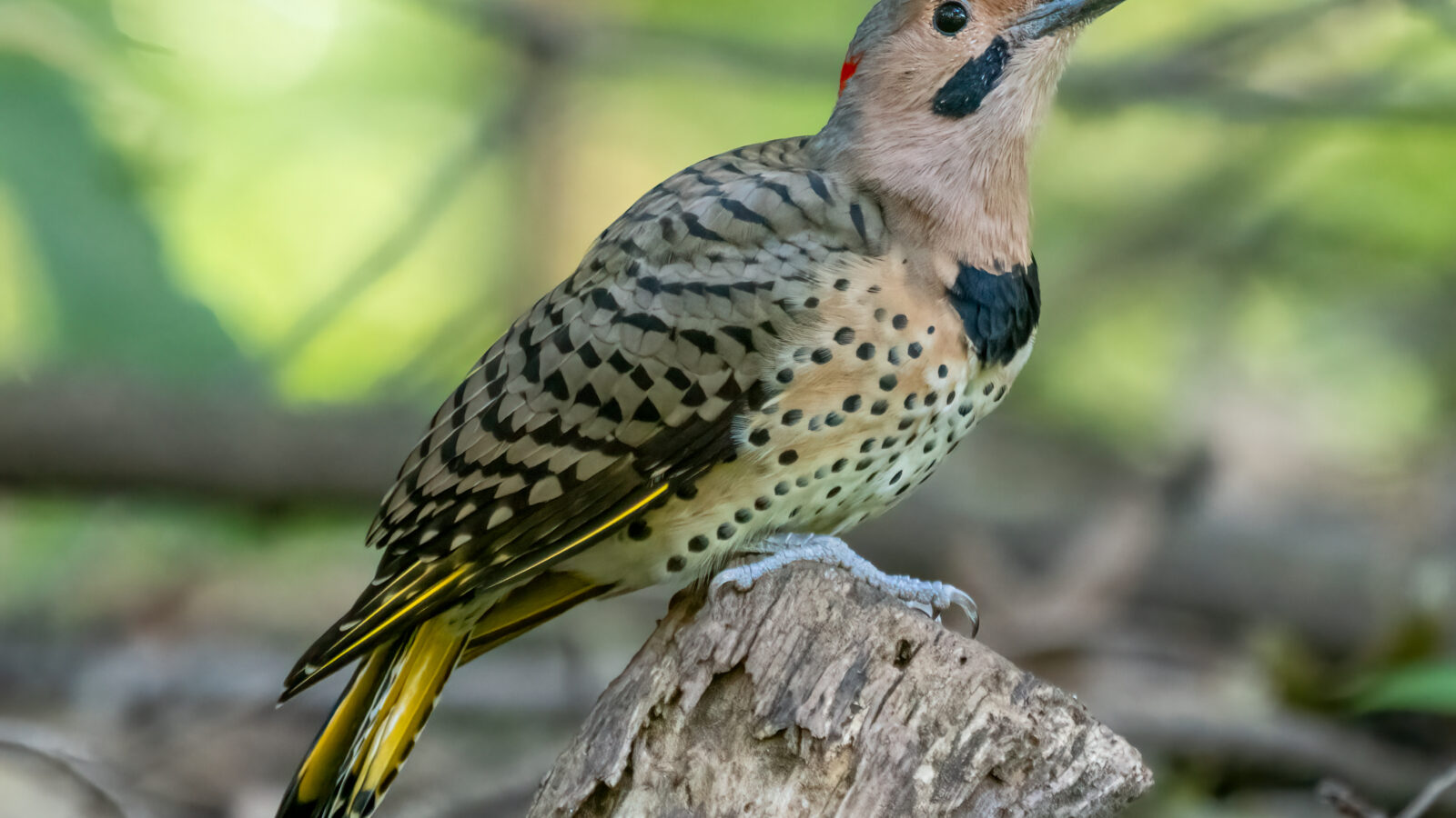 Northern Flicker