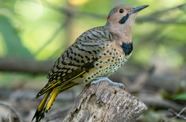 Northern Flicker