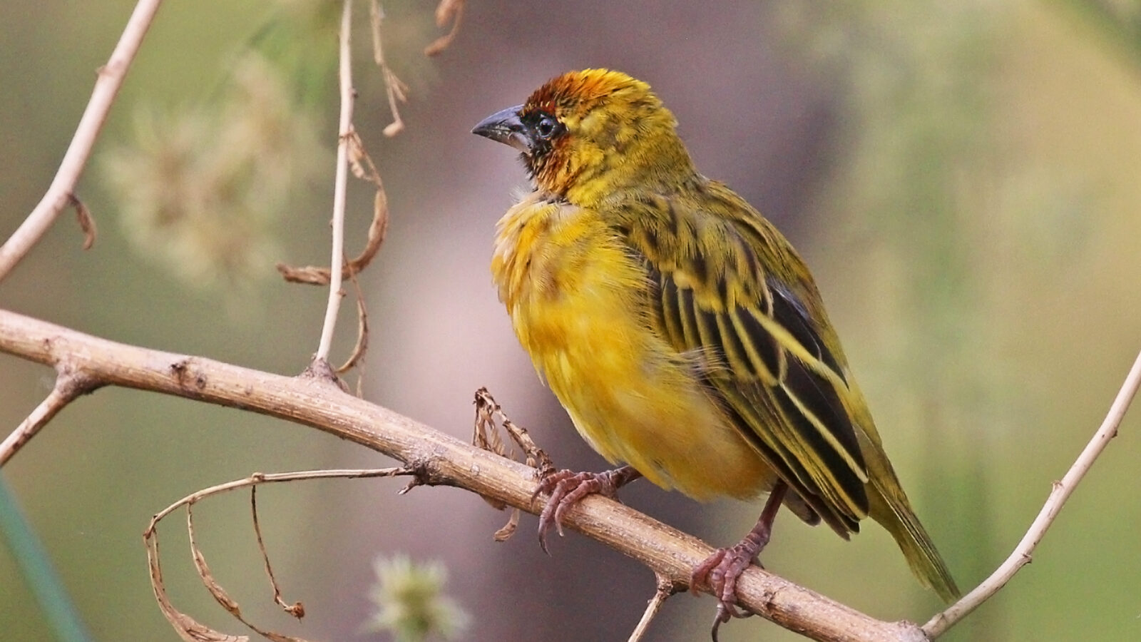 Northern Masked Weaver