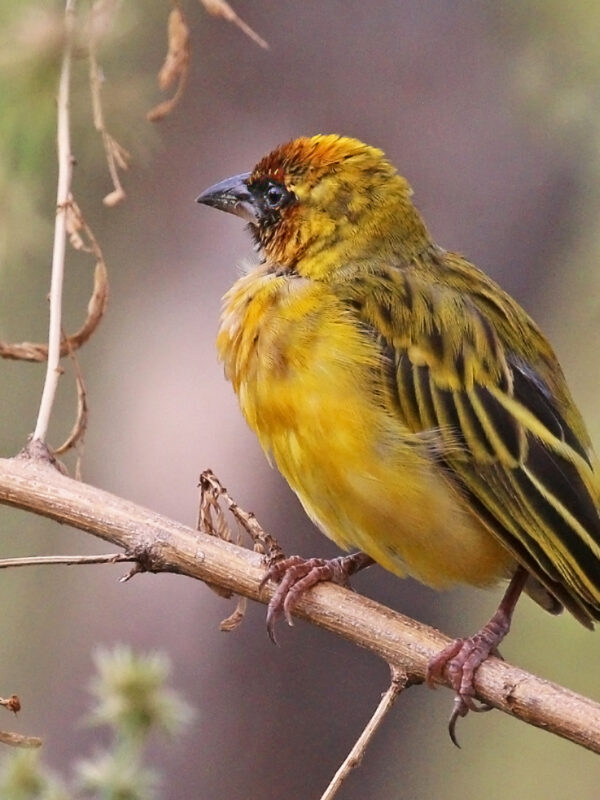 Northern Masked Weaver