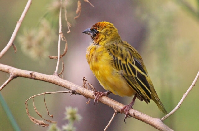 Northern Masked Weaver