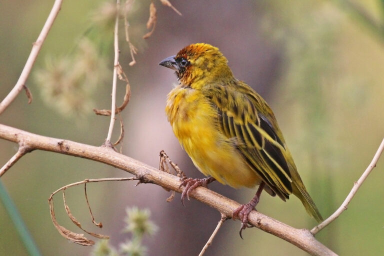 Northern Masked Weaver