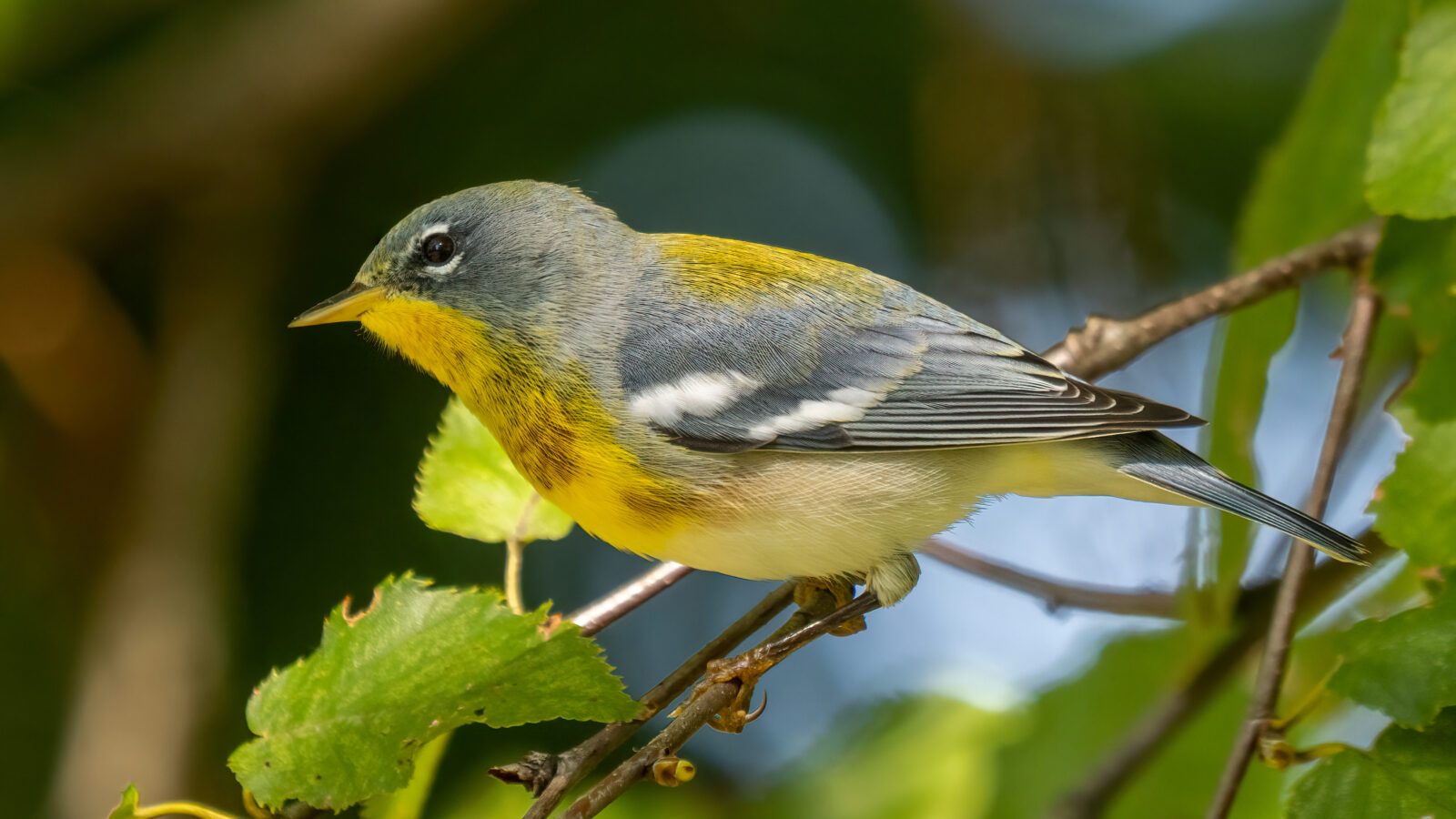 Northern Parula