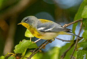 Northern Parula