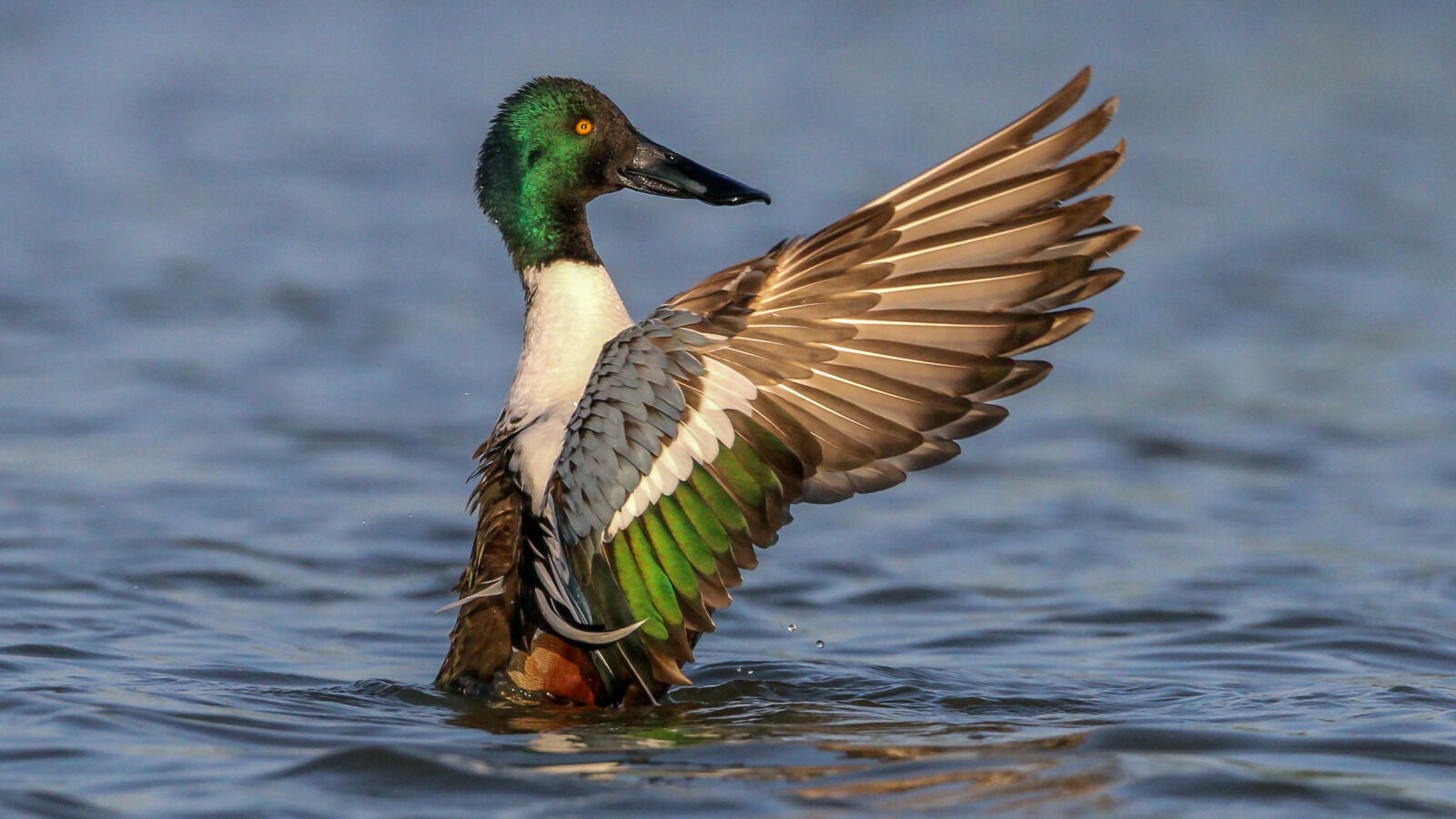 Northern Shoveler