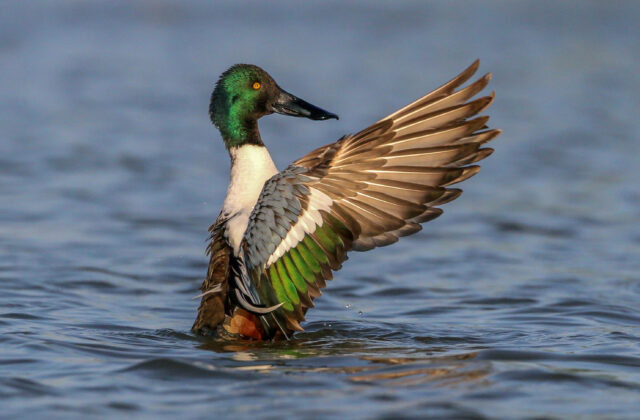 Northern Shoveler