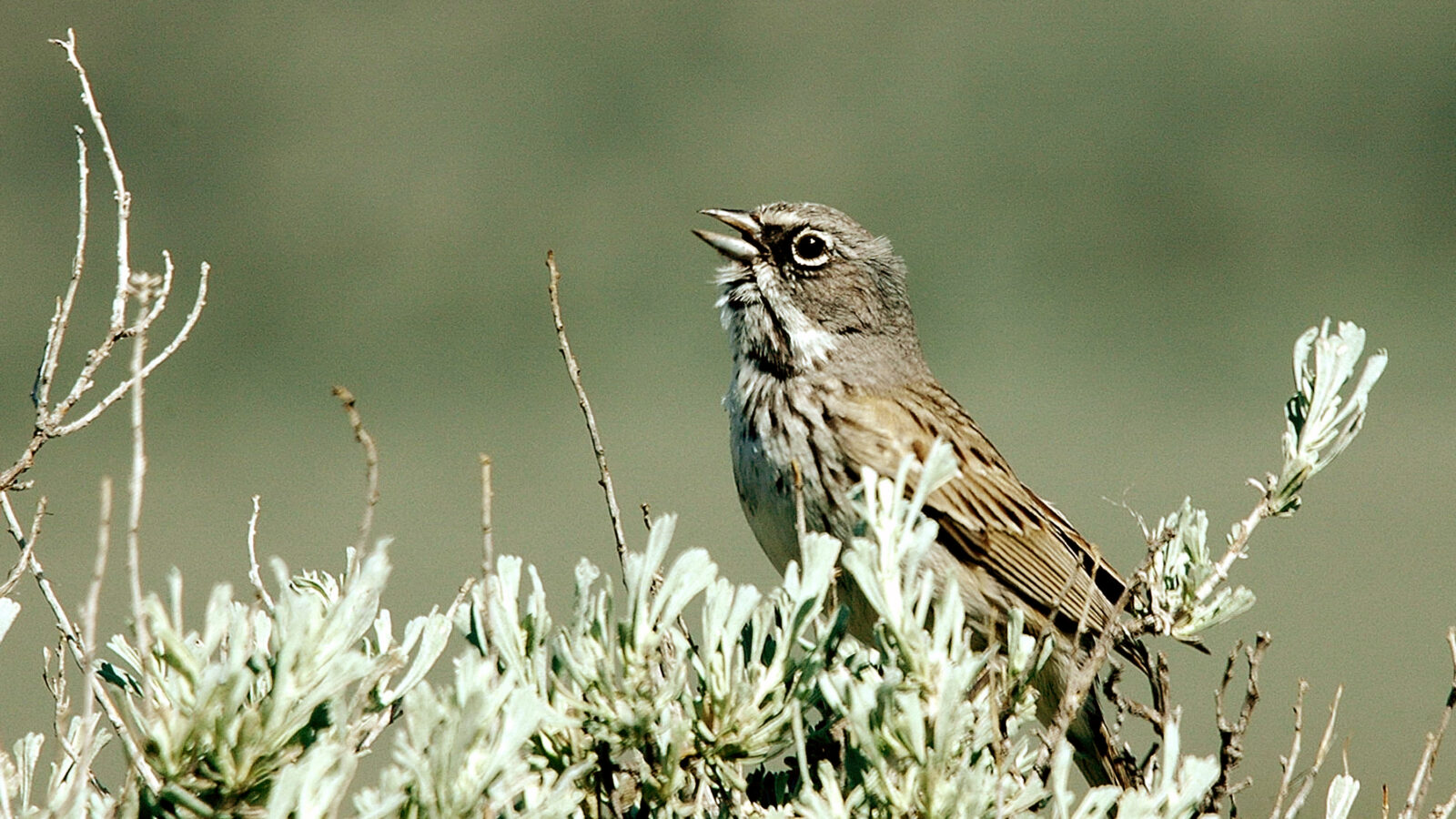 Sagebrush Sparrow