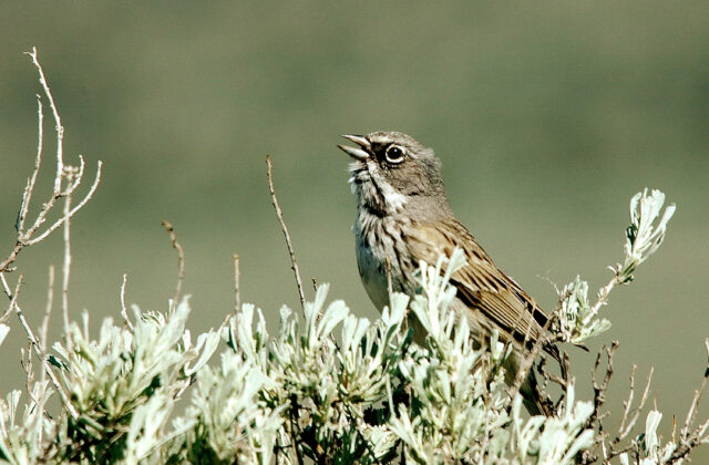 Sagebrush Sparrow