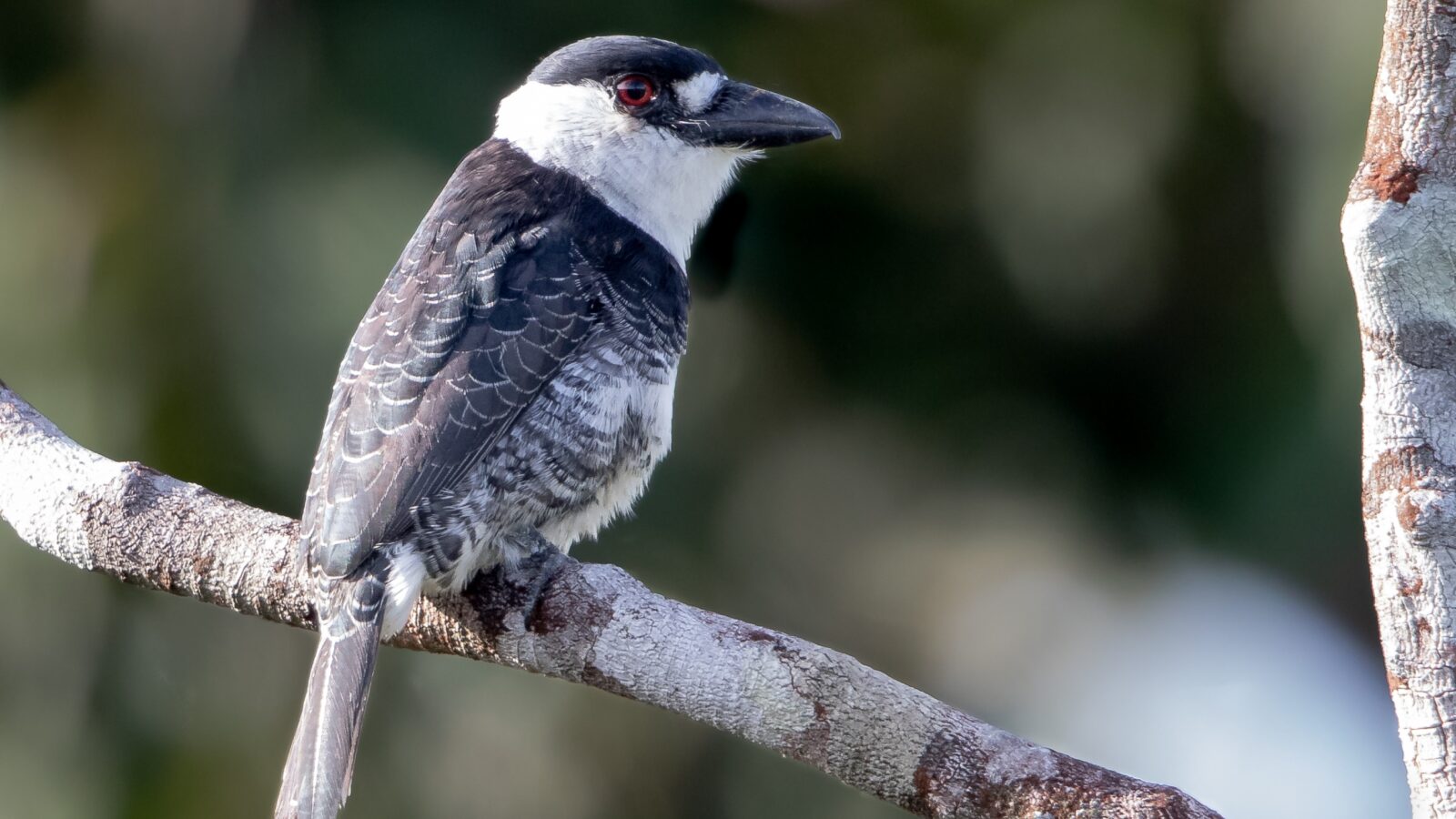 Guianan Puffbird