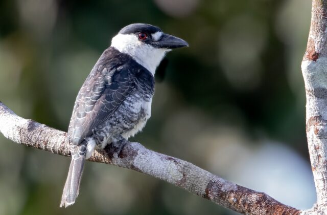 Guianan Puffbird