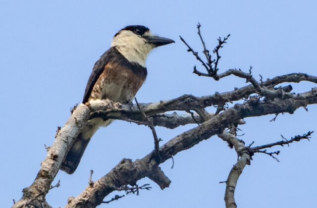 Brown-banded Puffbird