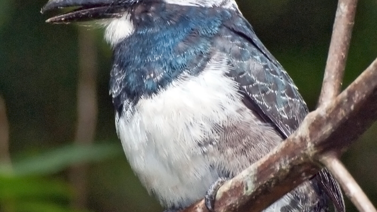 Black-breasted Puffbird