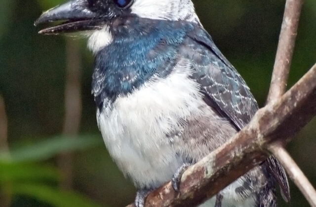 Black-breasted Puffbird