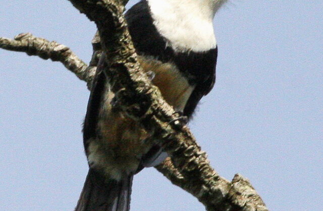 Buff-bellied Puffbird