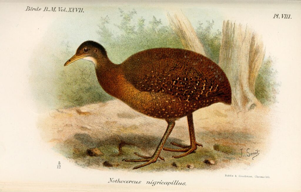Hooded Tinamou