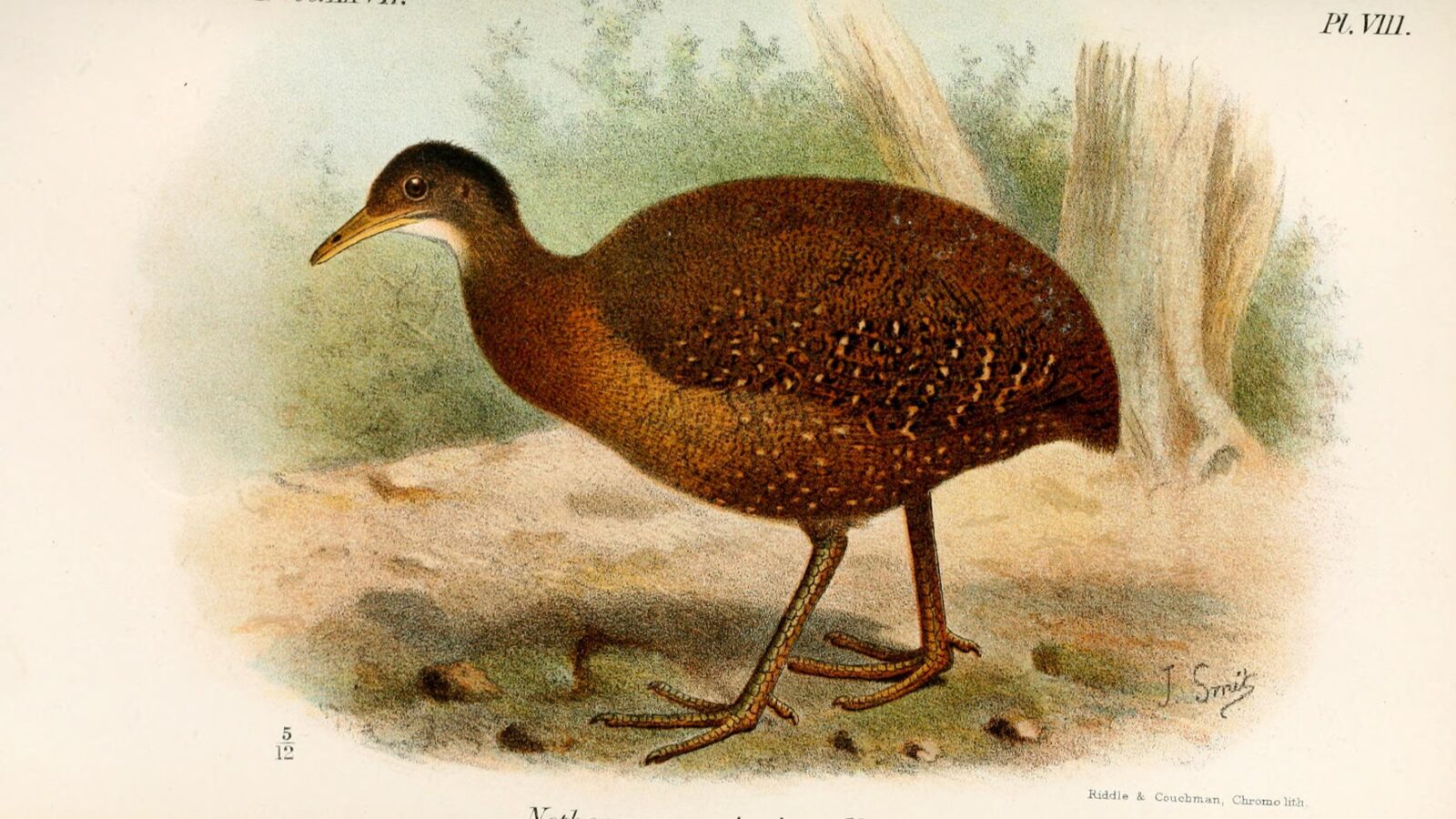 Hooded Tinamou
