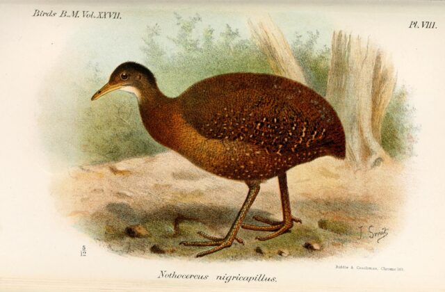 Hooded Tinamou