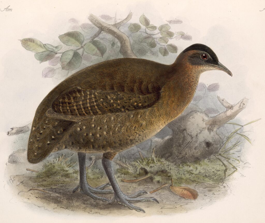 Highland Tinamou