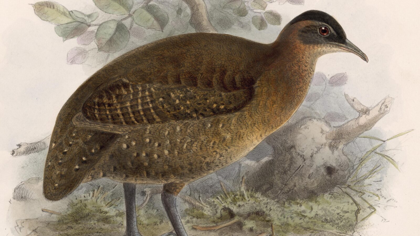 Highland Tinamou