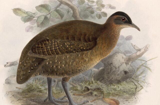Highland Tinamou