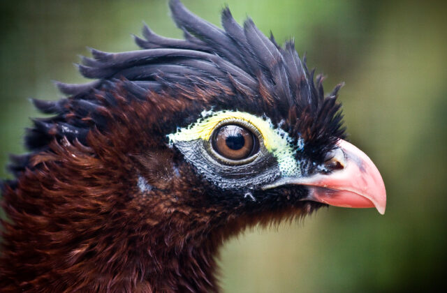 Nocturnal Curassow