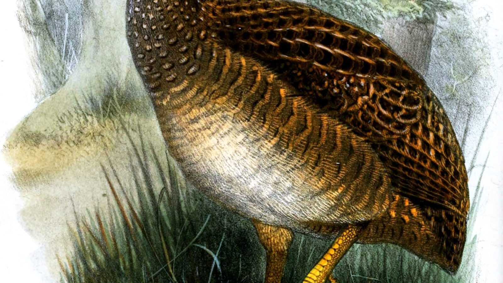 Taczanowski’s Tinamou