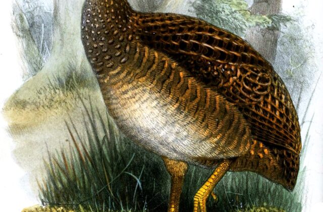 Taczanowski’s Tinamou