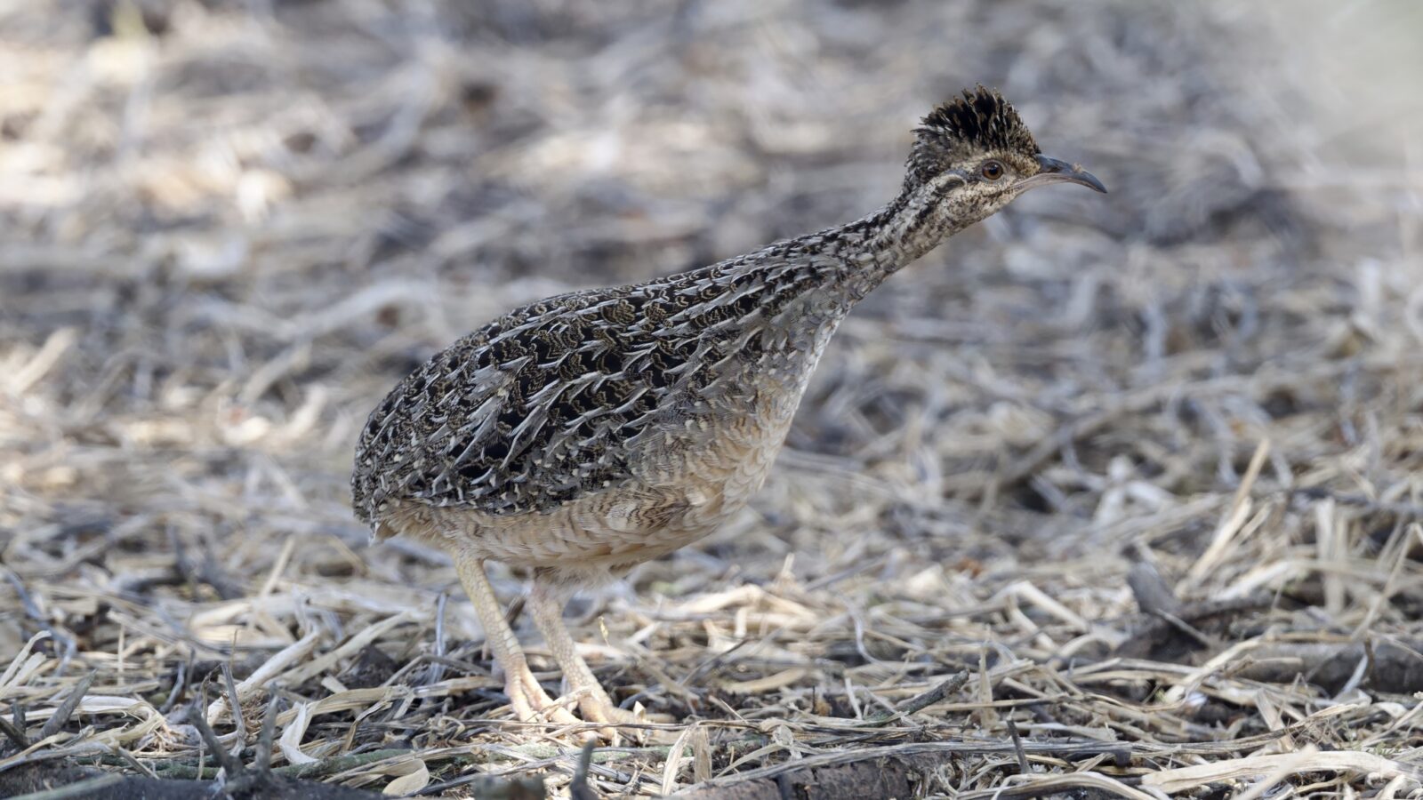 Andean Tinamou