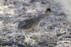 Andean Tinamou