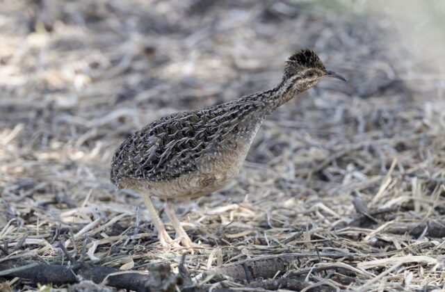 Andean Tinamou