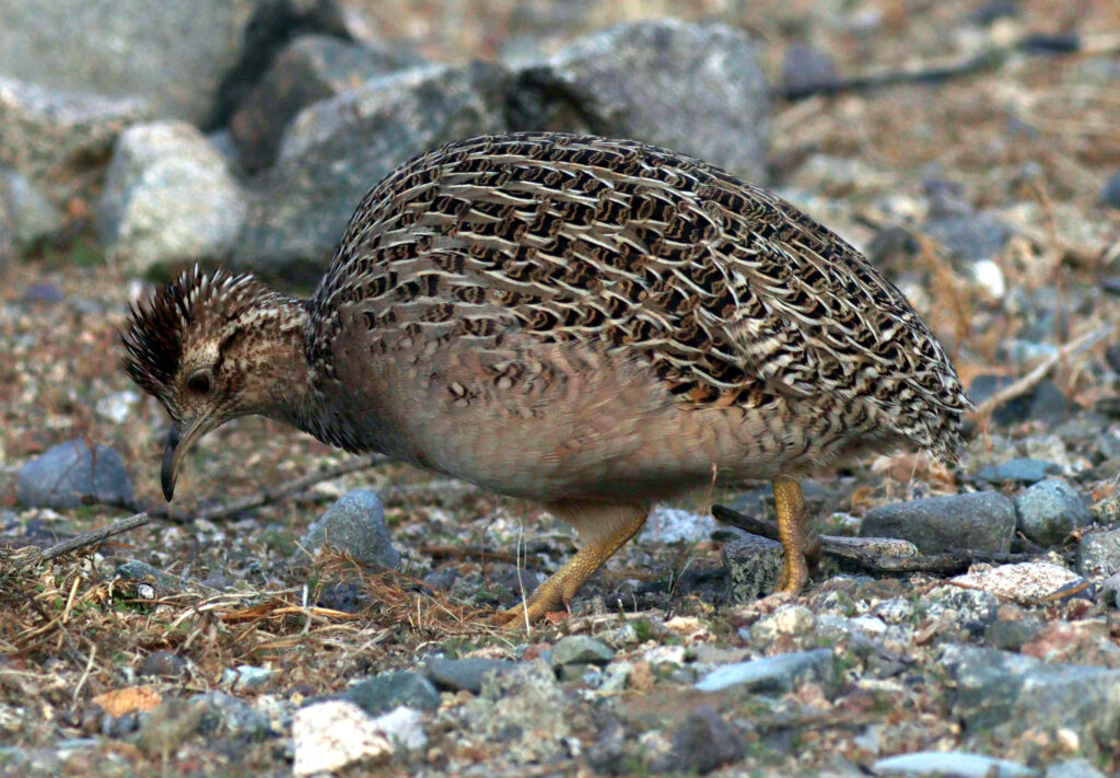 Chilean Tinamou