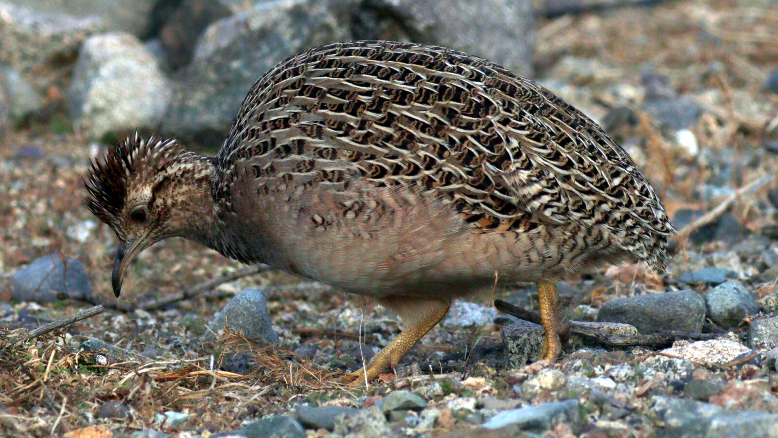 Chilean Tinamou