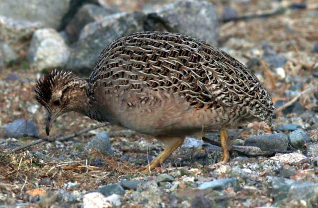 Chilean Tinamou