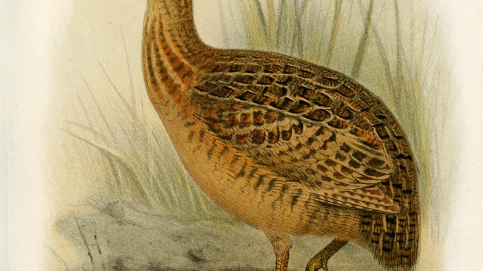 Darwin’s Nothura