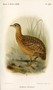 Darwin’s Nothura