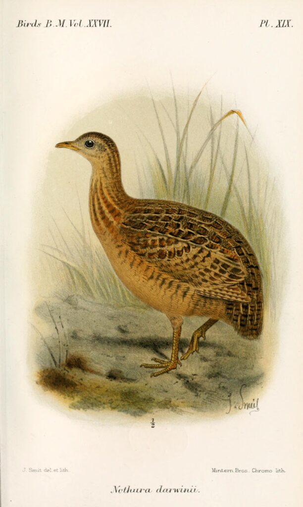 Darwin’s Nothura