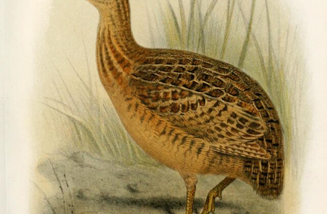 Darwin’s Nothura