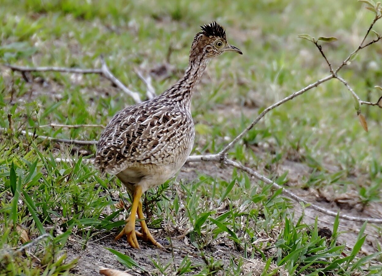 White-bellied Nothura