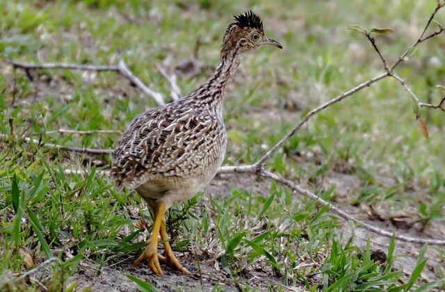 White-bellied Nothura