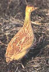 Lesser Nothura