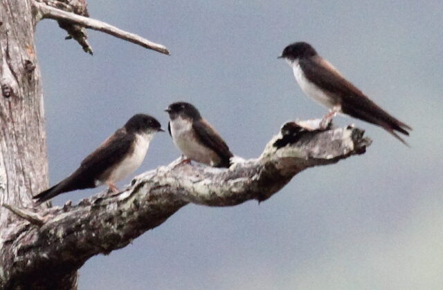 Black-capped Swallow
