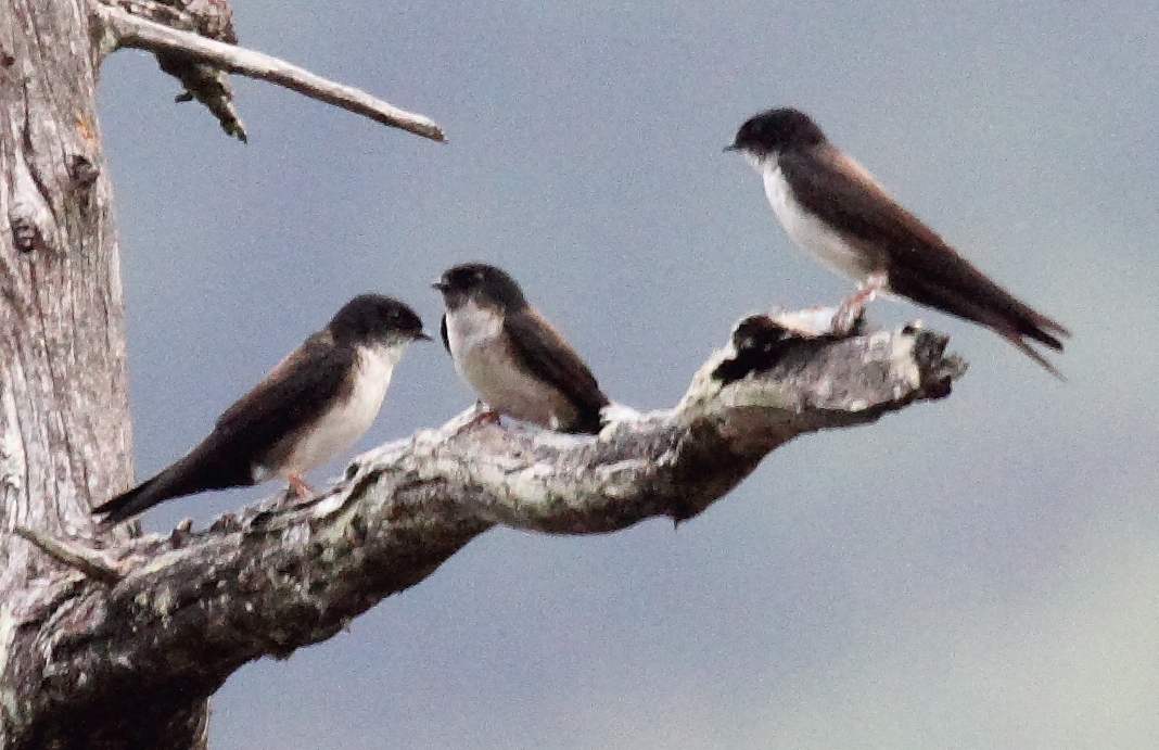 Black-capped Swallow