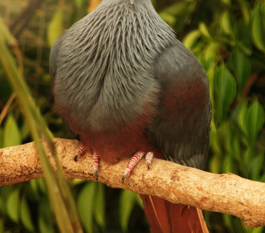Goliath Imperial Pigeon