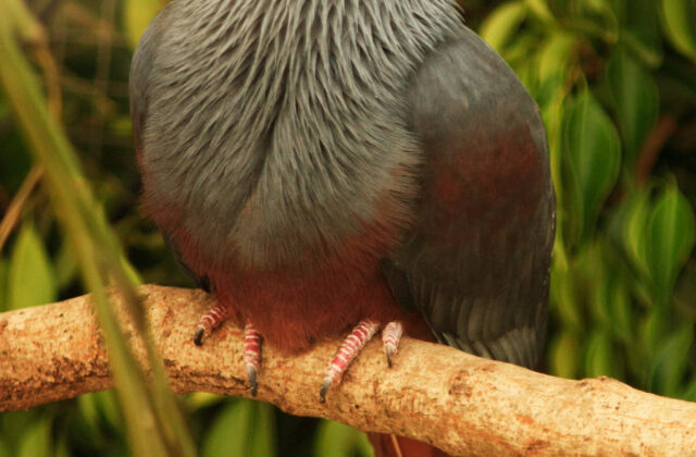 Goliath Imperial Pigeon